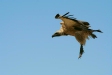 White-backed Vulture, Etosha, Namibia